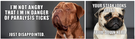 Frontline- Puppy Protecting (and animals in general) Frontline- Puppy Protecting (and animals in general)