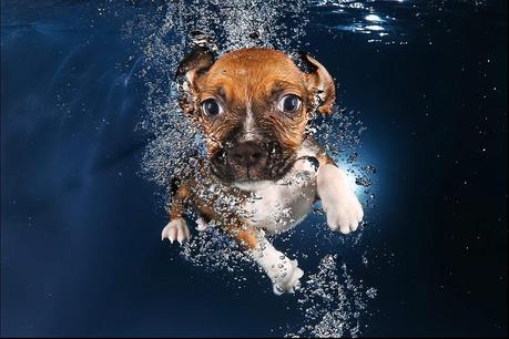 Beagle Puppy Underwater