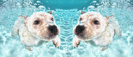 Labrador/Australian mix under water