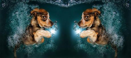 Border Collie Mix puppy underwater