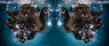 Black Labrador Puppy underwater