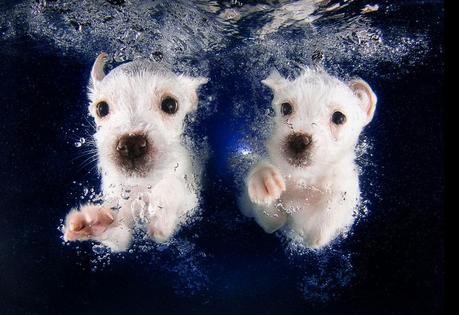 Terrier Mixes under water