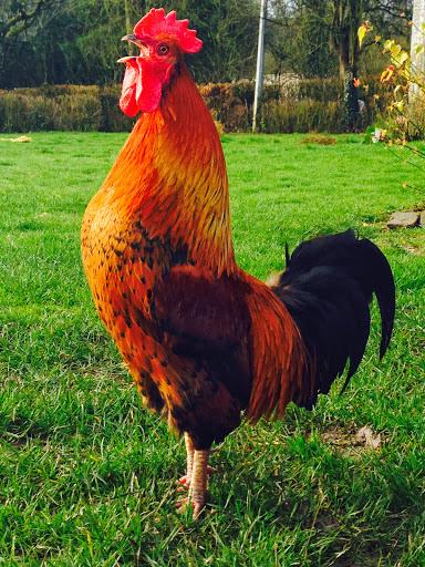 French rooster mon General