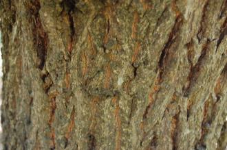 Quercus acutissima Bark (17/08/2014, Kew Gardens, London)