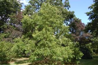 Quercus acutissima (17/08/2014, Kew Gardens, London)
