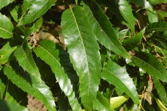 Quercus acutissima Leaf (17/08/2014, Kew Gardens, London)