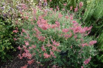 Agastache rupestris (17/08/2014, Kew Gardens, London) Agastache rupestris (17/08/2014, Kew Gardens, London)
