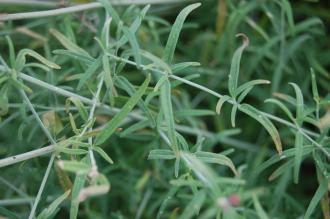 Agastache rupestris Leaf (17/08/2014, Kew Gardens, London) Agastache rupestris Leaf (17/08/2014, Kew Gardens, London)