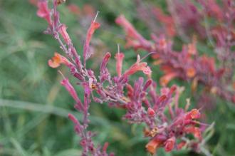 Agastache rupestris Flower (17/08/2014, Kew Gardens, London) Agastache rupestris Flower (17/08/2014, Kew Gardens, London)