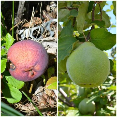 That Time I Climbed a Mountain + More Anniversary Love Apple Picking 2 via Fitful Focus