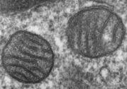 A Transmission Electron Microscope image of a mitochondria in a cell.