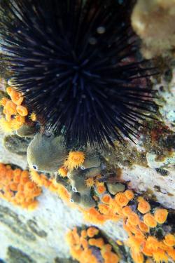 Under the different seas of Eolie islands, Sicily OLYMPUS DIGITAL CAMERA