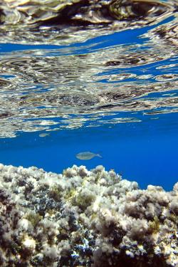 Under the different seas of Eolie islands, Sicily OLYMPUS DIGITAL CAMERA