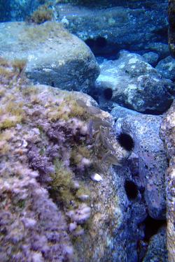 Under the different seas of Eolie islands, Sicily OLYMPUS DIGITAL CAMERA