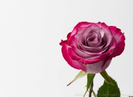 Bicolor Rose photographed under studio lights