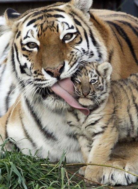 Precious parenting! animal6