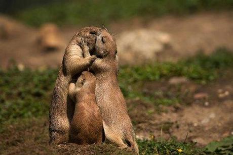 Precious parenting! animal4