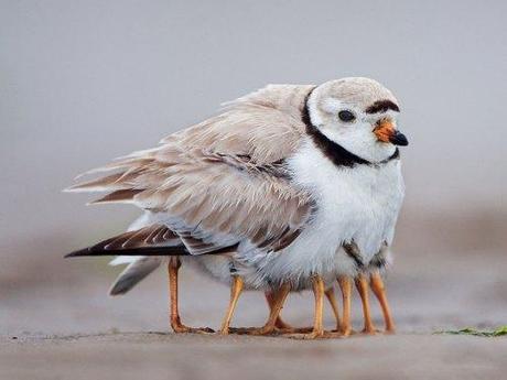 Precious parenting! animal2