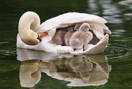 Precious parenting! animal3
