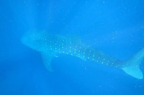 Whale shark from above