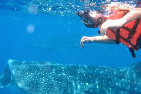 Buddies with a whale shark