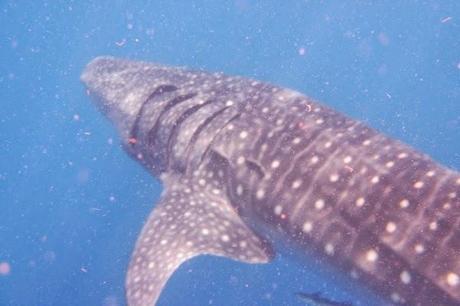 Whale Shark from Above