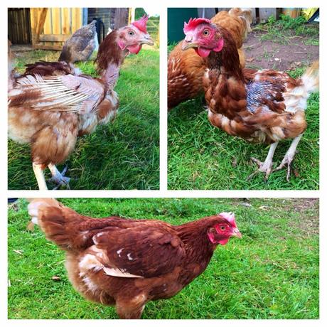 On rehoming ex-battery hens