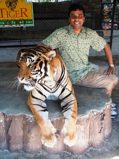 WW: Tiger Mauling Incident Dredges Up a Memory K Posing with the Tiger
