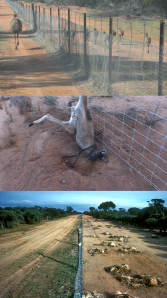 We treat our wildlife like vermin Just a little of the dog fence's carnage and cruelty at work.