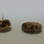 Bug Zoo almost had some new additions probestpest20140922_122344_resized_1