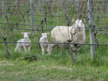 Churton-Biodiversity-Lambs-in-Abyss-322x241 Kiwis & Cowhorns: A Talk about Terroir with NZ Wine Maker Sam Weaver – Churton Wines