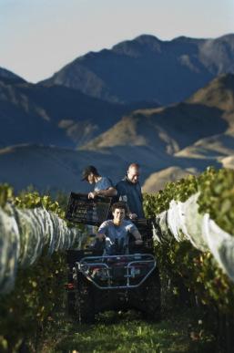 churtonharvest09 Kiwis & Cowhorns: A Talk about Terroir with NZ Wine Maker Sam Weaver – Churton Wines