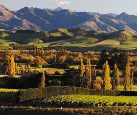 Kiwis & Cowhorns: A Talk about Terroir with NZ Wine Maker Sam Weaver – Churton Wines Kiwis & Cowhorns: A Talk about Terroir with NZ Wine Maker Sam Weaver – Churton Wines