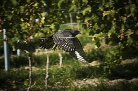 gal_1 Kiwis & Cowhorns: A Talk about Terroir with NZ Wine Maker Sam Weaver – Churton Wines