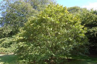 Carpinus cordata (17/08/2014, Kew Gardens, London)