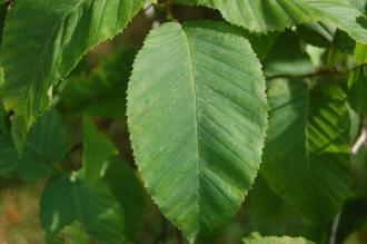 Carpinus cordata Leaf (17/08/2014, Kew Gardens, London)