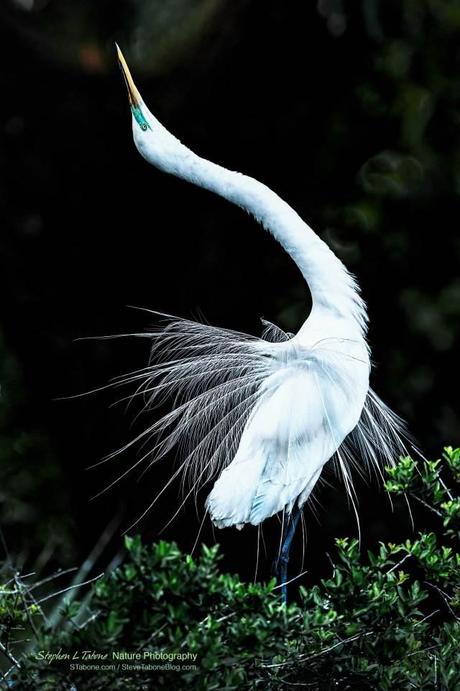 Great-Egret-Mating-Show-wL