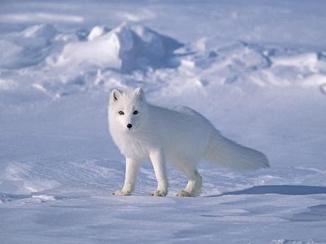 Tundra biome Arctic fox
