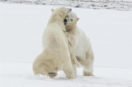 Polar bear tundra
