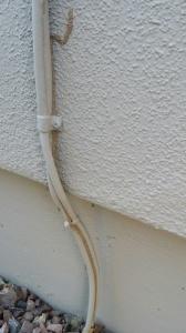 Subterranean Shelter or mud tubes probestpestmanagement20140923_095016_resized