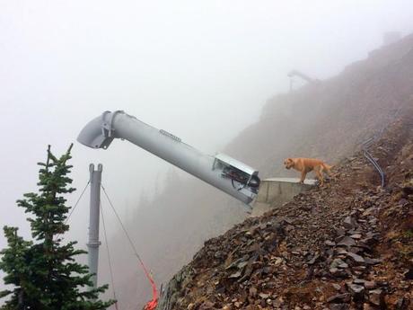 Crystal Mountain local dog Nala checks out Gazex Exploder 2