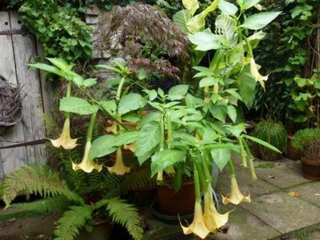Brugmansia looking Beauteous these large brugmansia flowers fill the garden with scent in the evening