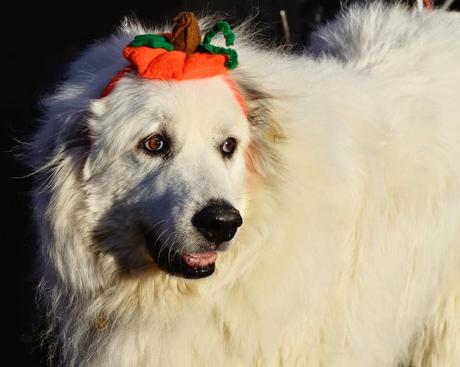 Best Halloween costume ideas for dogs Best Halloween costume ideas for dogs