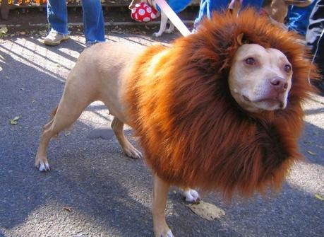 Best Halloween costume ideas for dogs Best Halloween costume ideas for dogs