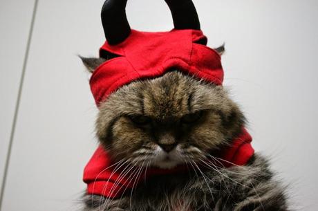 Best Halloween costume ideas for dogs Best Halloween costume ideas for dogs