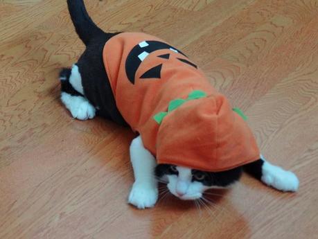 Best Halloween costume ideas for dogs Best Halloween costume ideas for dogs