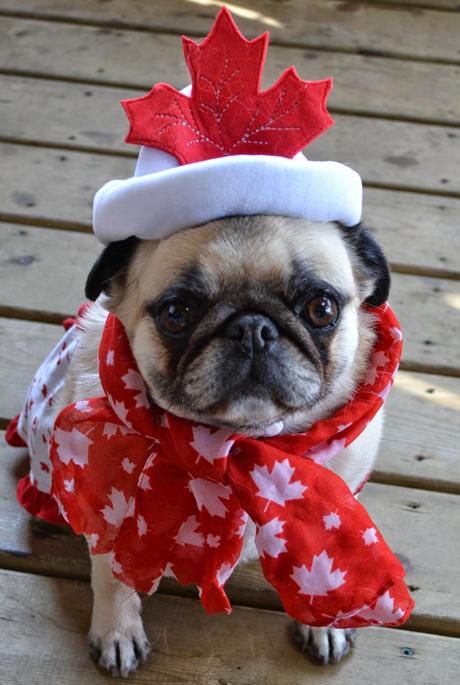 Best Halloween costume ideas for dogs Best Halloween costume ideas for dogs