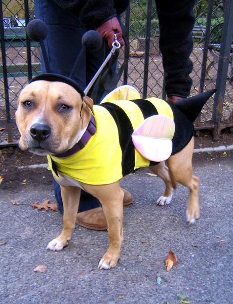 Best Halloween costume ideas for dogs Best Halloween costume ideas for dogs