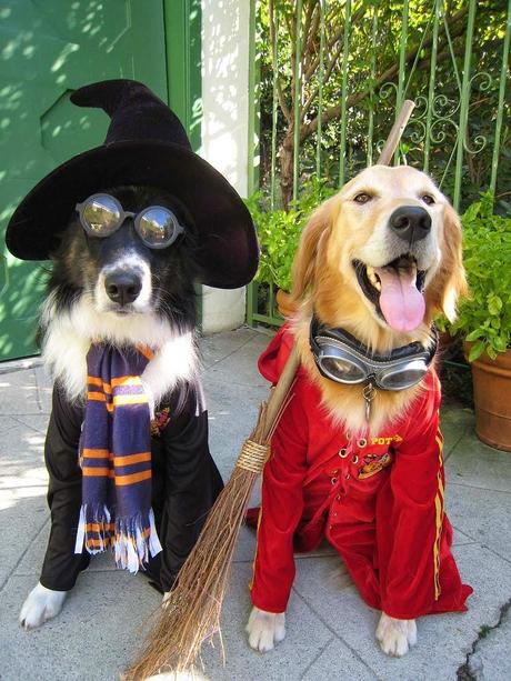 Best Halloween costume ideas for dogs Best Halloween costume ideas for dogs
