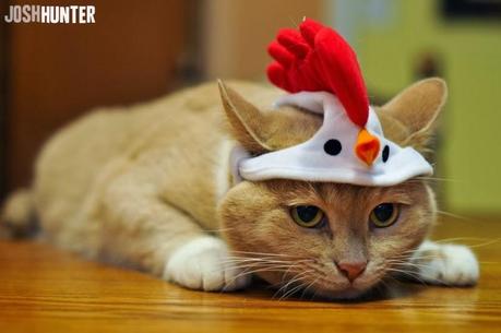Best Halloween costume ideas for dogs Best Halloween costume ideas for dogs